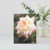 Rosa Elegant Lady Briefkaart (Staand voorkant)