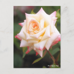 Rosa Elegant Lady Briefkaart