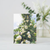 Rosa Escalade Iceberg : Carte postale (Debout devant)