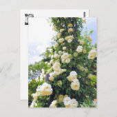 Rosa Escalade Iceberg : Carte postale (Devant / Derrière)