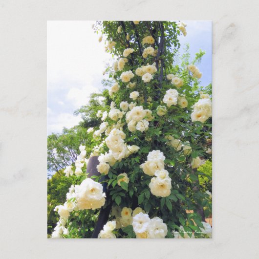 Rosa Escalade Iceberg : Carte postale (Devant)