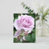 Rosa Escalade Lune Bleue : Carte postale (Debout devant)