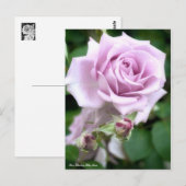 Rosa Escalade Lune Bleue : Carte postale (Devant / Derrière)