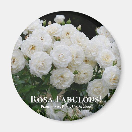 Rosa Fabulous! Magneet (Voorkant)