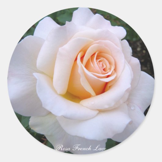 Rosa French Lace:Round Seal Ronde Sticker (Voorkant)