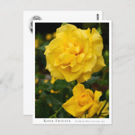 Rosa Friesia Briefkaart