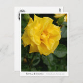 Rosa Friesia Briefkaart (Voorkant / Achterkant)