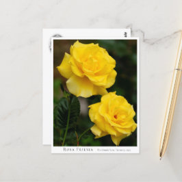 Rosa Friesia Briefkaart