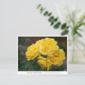 Rosa Friesia Briefkaart (Staand voorkant)