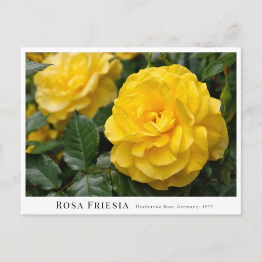 Rosa Friesia Briefkaart (Voorkant)