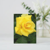 Rosa Friesia:Briefkaart Briefkaart (Staand voorkant)
