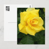 Rosa Friesia:Briefkaart Briefkaart (Voorkant / Achterkant)
