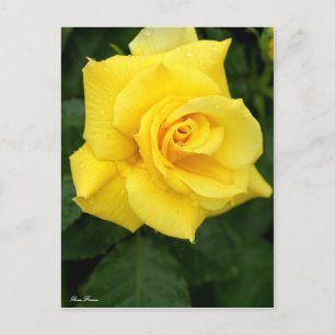 Rosa Friesia : Carte postale