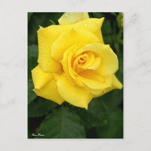 Rosa Friesia : Carte postale