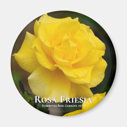 Rosa Friesia Magneet (Voorkant)