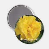 Rosa Friesia Magneet (Voorkant / Achterkant)