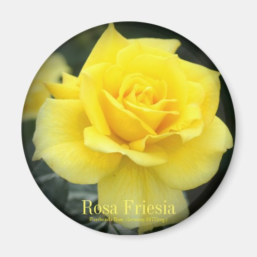 Rosa Friesia:Round Magnet (Devant)
