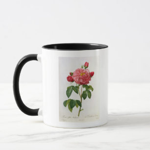 Rosa Gallica Aurelianensis Mok