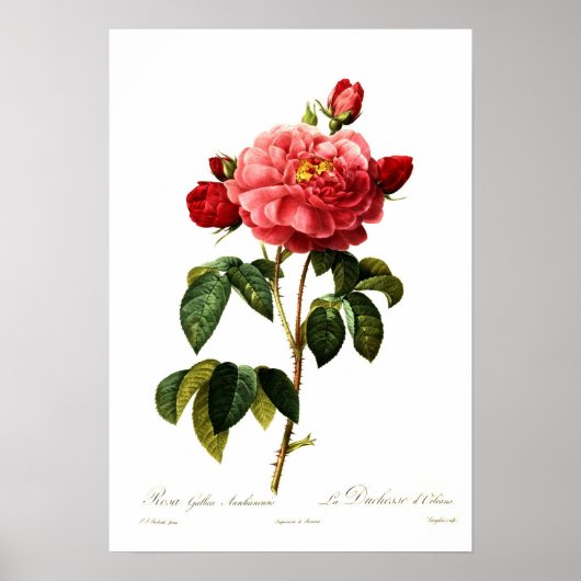 Rosa gallica aurelianensis poster (Voorkant)
