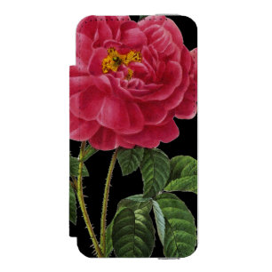 Rosa Gallica