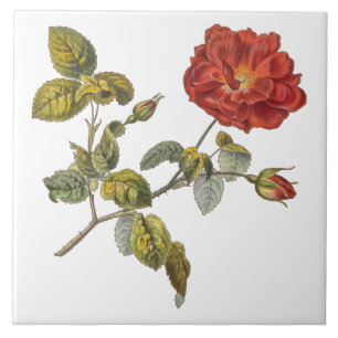Rosa Gallica Mooi Rood Antiek  Roos Tegeltje