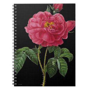 Rosa Gallica Notitieboek