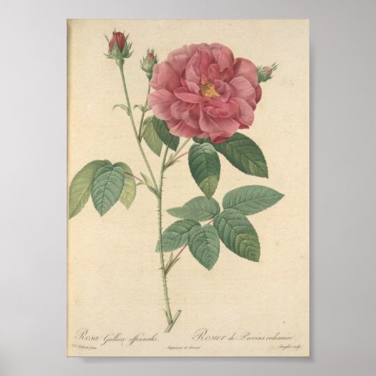 Rosa Gallica Officinalis; Rosier des Apothicaires Poster (Voorkant)