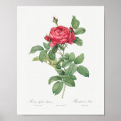 Rosa Gallica Pontiana Floral roze Rose Poster (Voorkant)