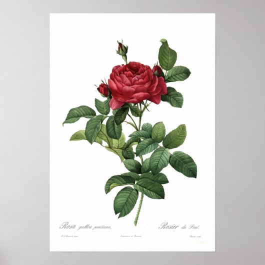 Rosa gallica pontiana poster (Voorkant)