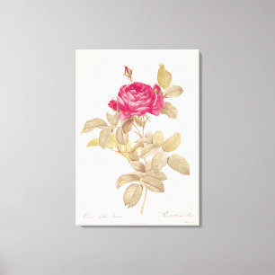 Rosa Gallica Pontiana uit 'Les Rozen' Canvas Afdruk