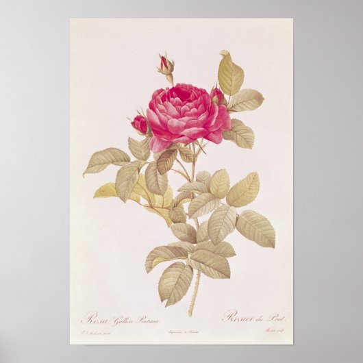 Rosa Gallica Pontiana uit 'Les Rozen' Poster (Voorkant)