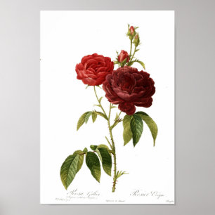 Rosa gallica puro-violacea magna poster