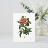Rosa gallica regalis briefkaart (Staand voorkant)
