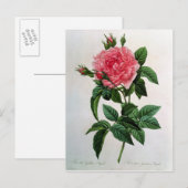 Rosa Gallica Regallis Briefkaart (Voorkant / Achterkant)