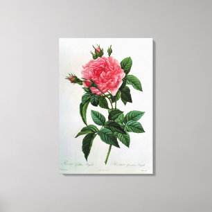 Rosa Gallica Regallis Canvas Afdruk