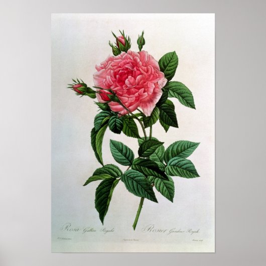 Rosa Gallica Regallis Poster (Voorkant)