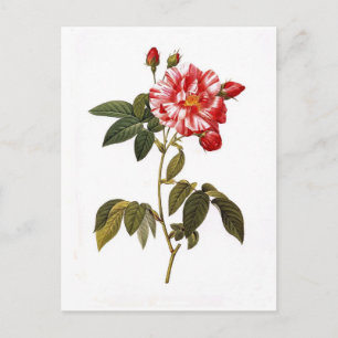 Rosa gallica versicolor briefkaart