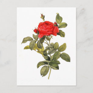 Rosa gallicapontiana briefkaart