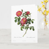 Rosa gallicapumila kaart (Gele Bloem)