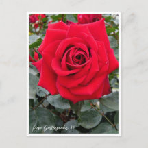 Rosa Gartenzauber '84