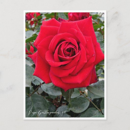 Rosa Gartenzauber '84 Briefkaart (Voorkant)