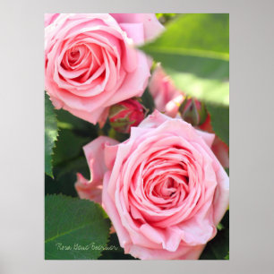 Rosa Gene Boerner [Papier affiche de valeur]