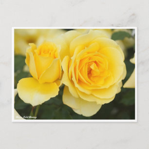 Rosa Gold Bunny Briefkaart
