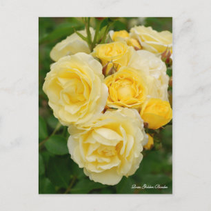 Rosa Golden Border [Briefkaart] Briefkaart