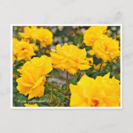 Rosa Goldmarie '84 Briefkaart