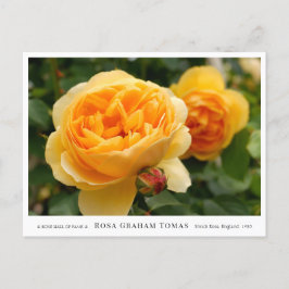 Rosa Graham Tomas Briefkaart
