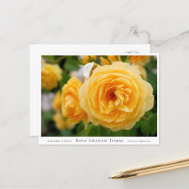 Rosa Graham Tomas Briefkaart