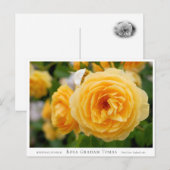 Rosa Graham Tomas Briefkaart (Voorkant / Achterkant)