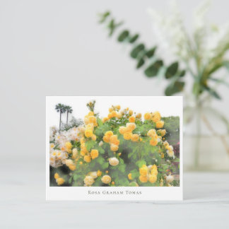 Rosa Graham Tomas Briefkaart