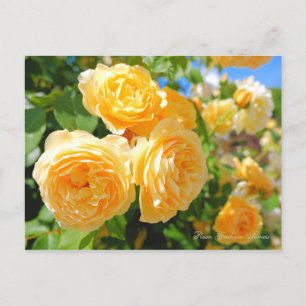 Rosa Graham Tomas (Briefkaart) Briefkaart